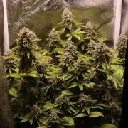 First grow Black Domina