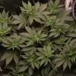 First grow Black Domina