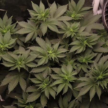 First grow Black Domina