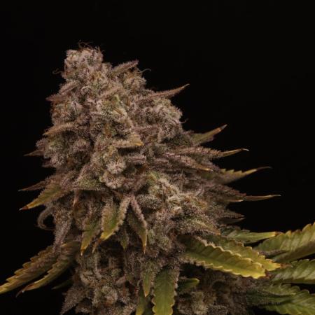 First grow Black Domina