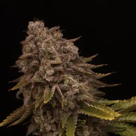 First grow Black Domina