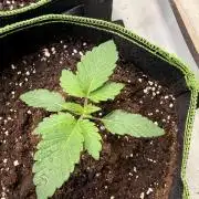 Community Seeds Grow #3
