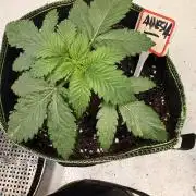Community Seeds Grow #3