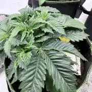 Community Seeds Grow #3