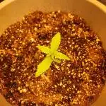 First grow