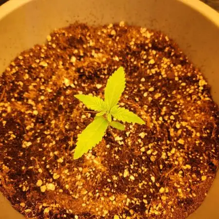 First grow