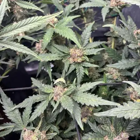 Amnesia haze and banana fat RQS auto