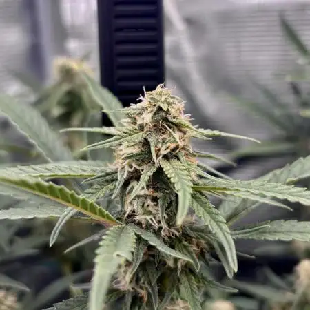 Amnesia haze and banana fat RQS auto