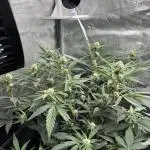 Amnesia haze and banana fat RQS auto