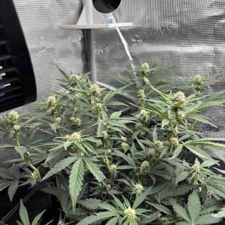 Amnesia haze and banana fat RQS auto