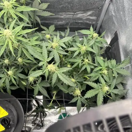 Amnesia haze and banana fat RQS auto