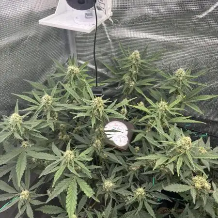 Amnesia haze and banana fat RQS auto