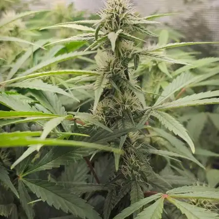 GSC - Time for a change!
