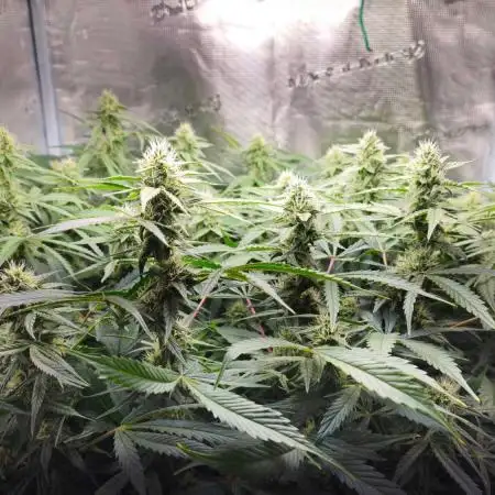 GSC - Time for a change!