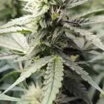GSC - Time for a change!