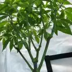 MOTHERPLANTS
