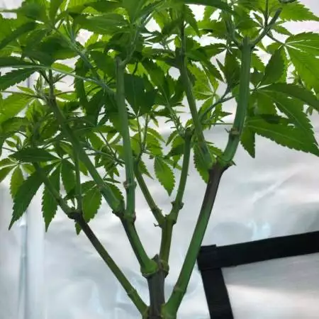 MOTHERPLANTS