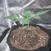 Northern Lights Auto R7