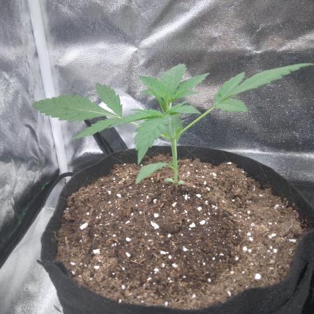 Northern Lights Auto R7