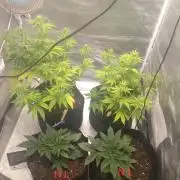 Gorilla Zkittlez Auto