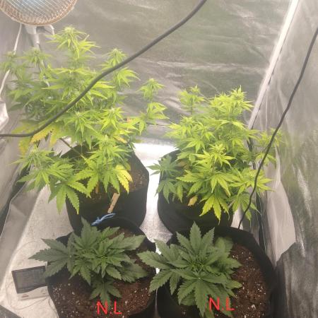 Gorilla Zkittlez Auto R4