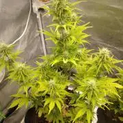 Gorilla Zkittlez Auto R4