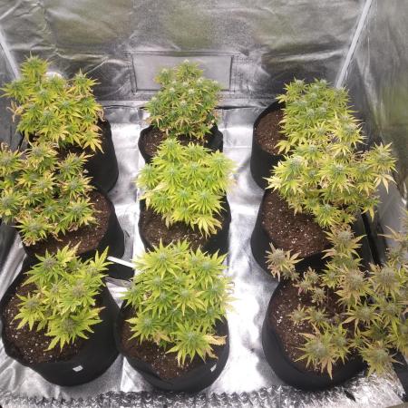 HELL OF THE KİNG R5-6