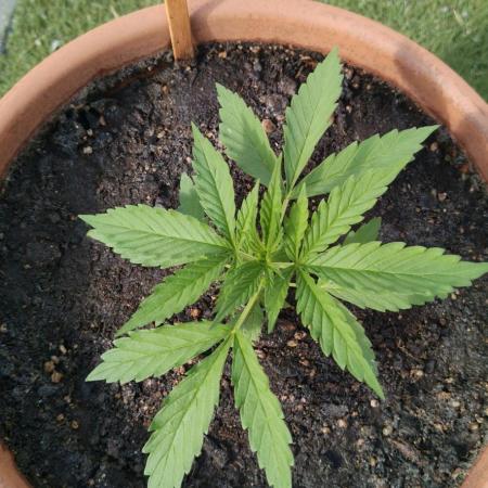 ZkittleZ