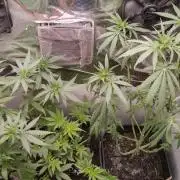 Special Kush 1 de Royal Queen Seeds