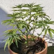 ZkittleZ