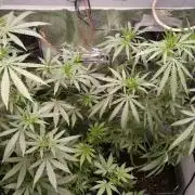 Special Kush 1 de Royal Queen Seeds