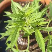 ZkittleZ