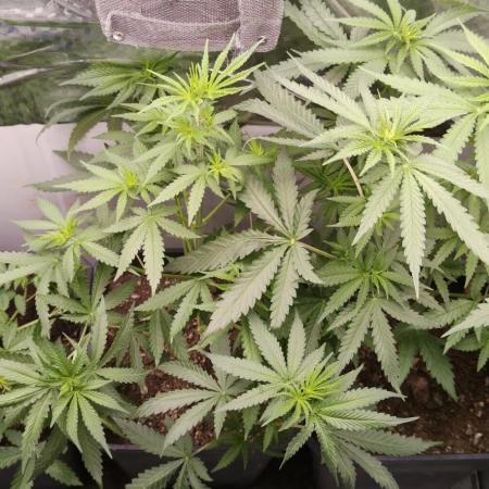 Special Kush 1 de Royal Queen Seeds