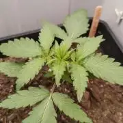 Special Kush 1 de Royal Queen Seeds