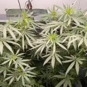 Special Kush 1 de Royal Queen Seeds