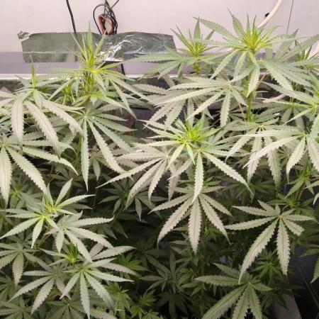 Special Kush 1 de Royal Queen Seeds