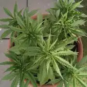 ZkittleZ