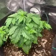 2Fast4Buds Mix Pack Auto