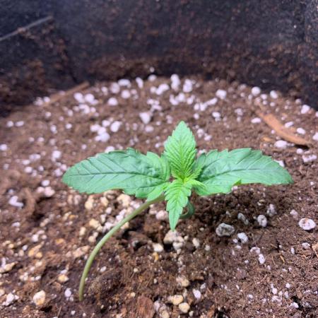 2Fast4Buds Mix Pack Auto