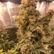2Fast4Buds Mix Pack Auto