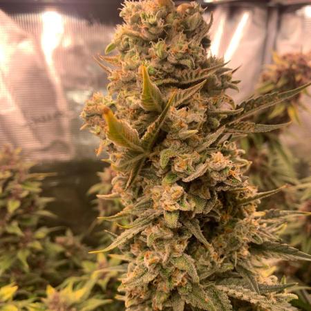 2Fast4Buds Mix Pack Auto