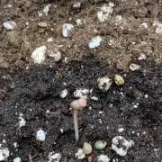 2Fast4Buds Mix Pack Auto