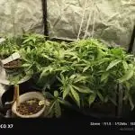 AK XXL Auto