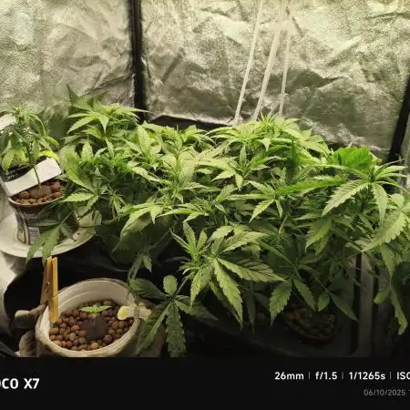 AK XXL Auto