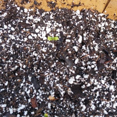 Grow tent