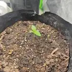 Papaya cookies/strawberry banana