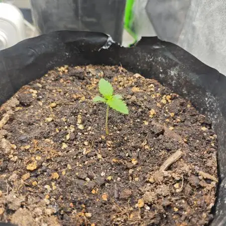 Papaya cookies/strawberry banana