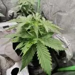 Papaya cookies/strawberry banana