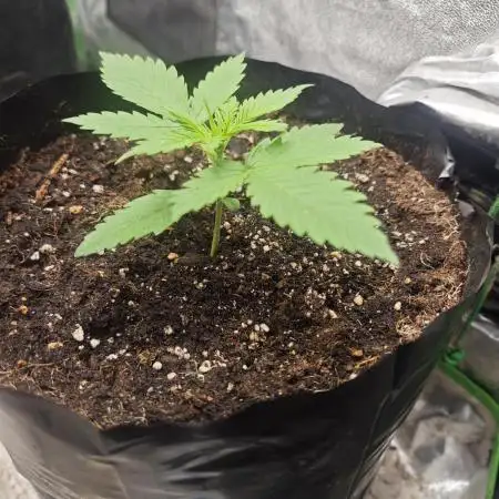 Papaya cookies/strawberry banana