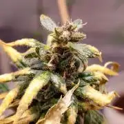 Red hot Cookies